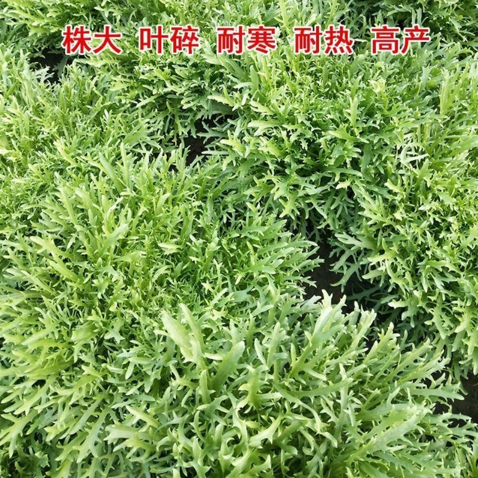 【苞出芽】细叶苦苣种子苦菊菜春秋冬凉拌苦菊菜新鲜蔬菜混合蔬菜
