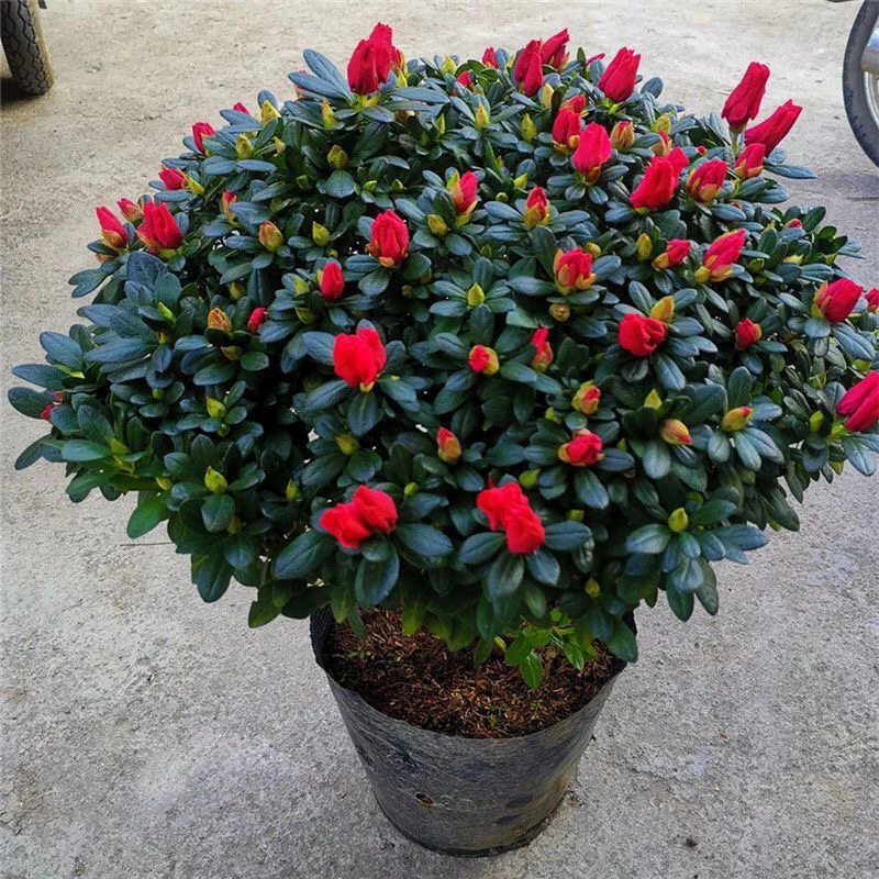 中国红花四季开花杜鹃花盆栽带花苞室内种植好养易活美观实惠