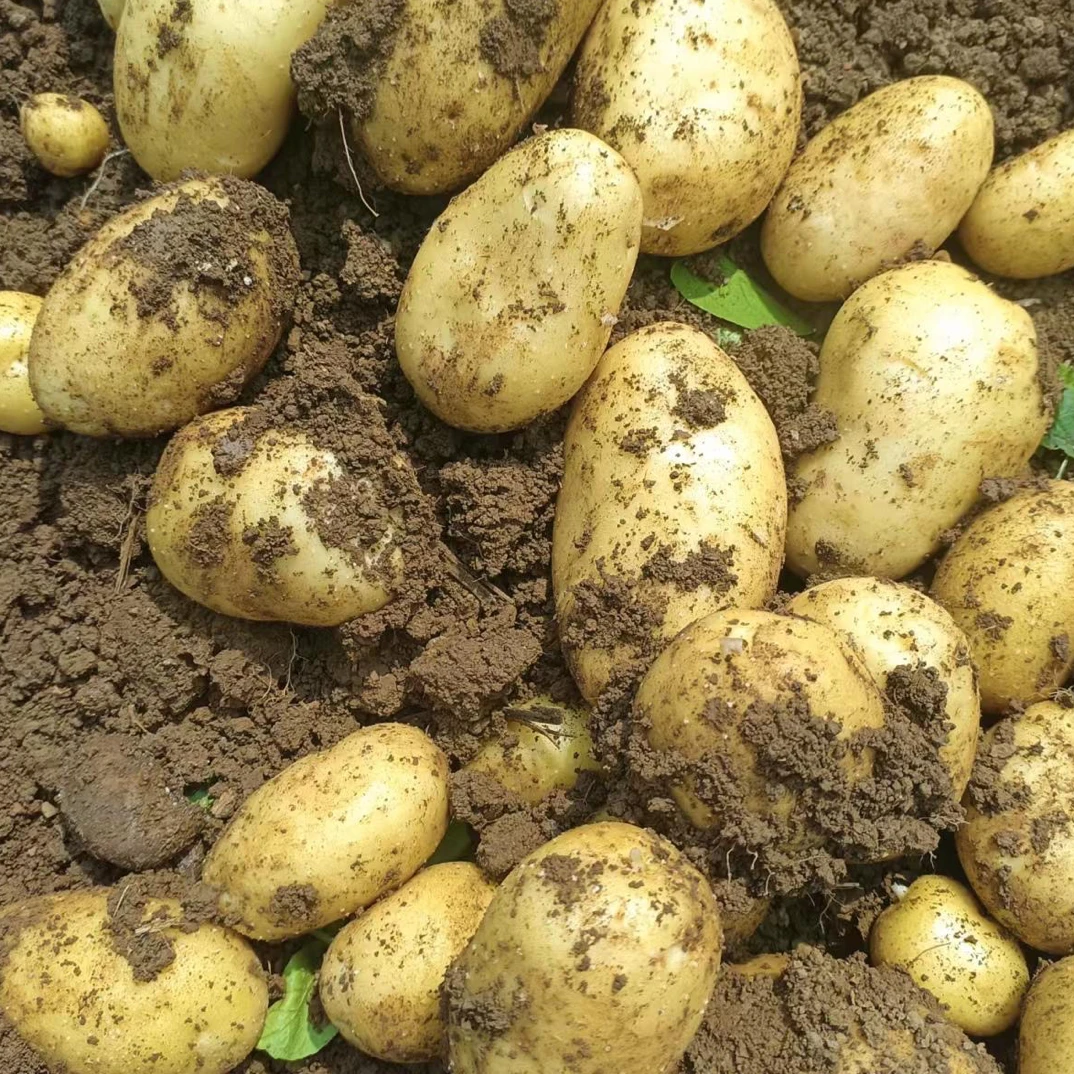 贵州本地黄心黄皮土豆9斤2025年