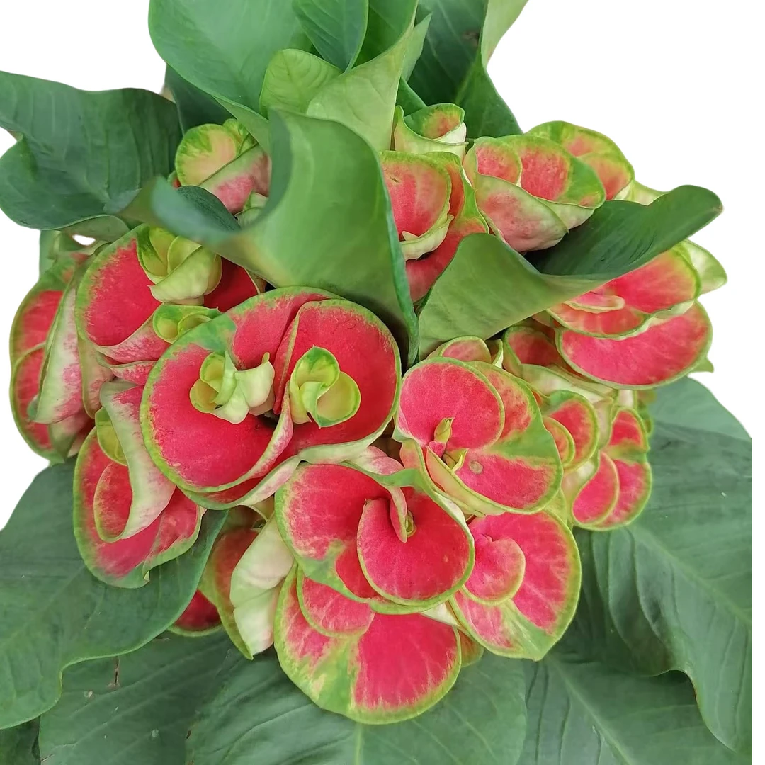 (红色将领）虎刺梅