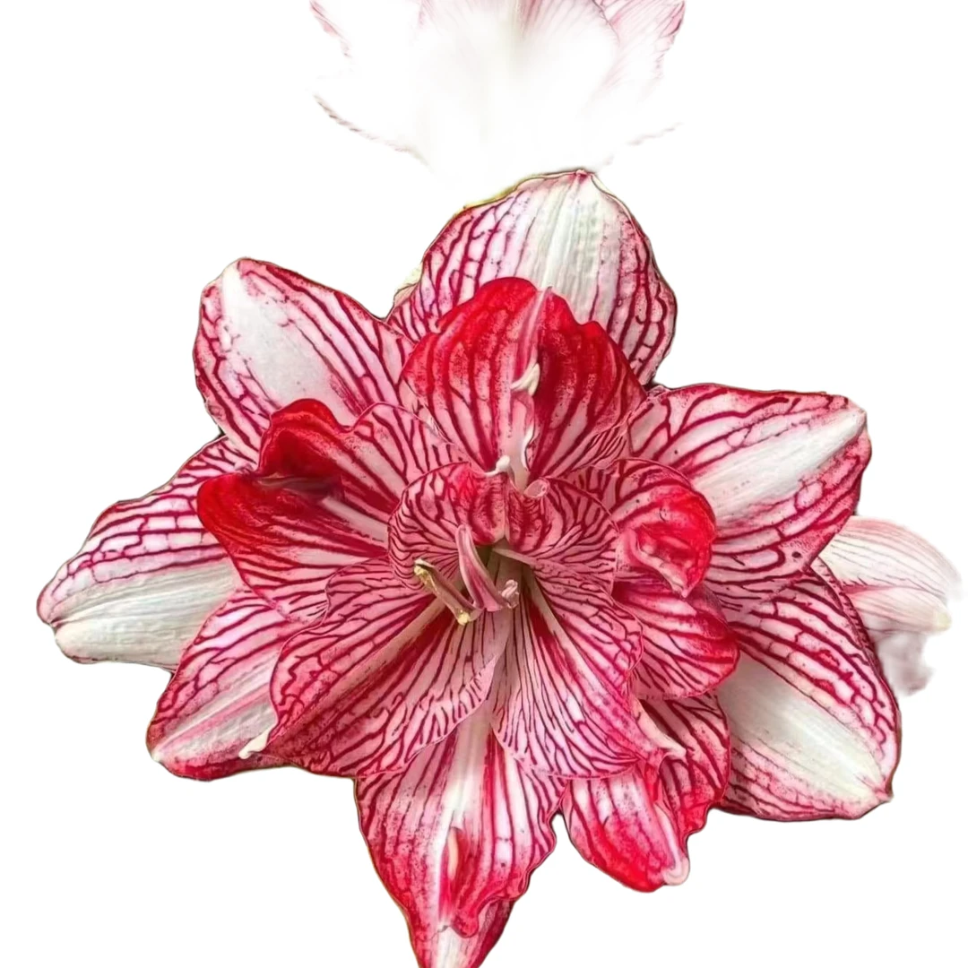 奢望花语朱顶红紫薇小苗