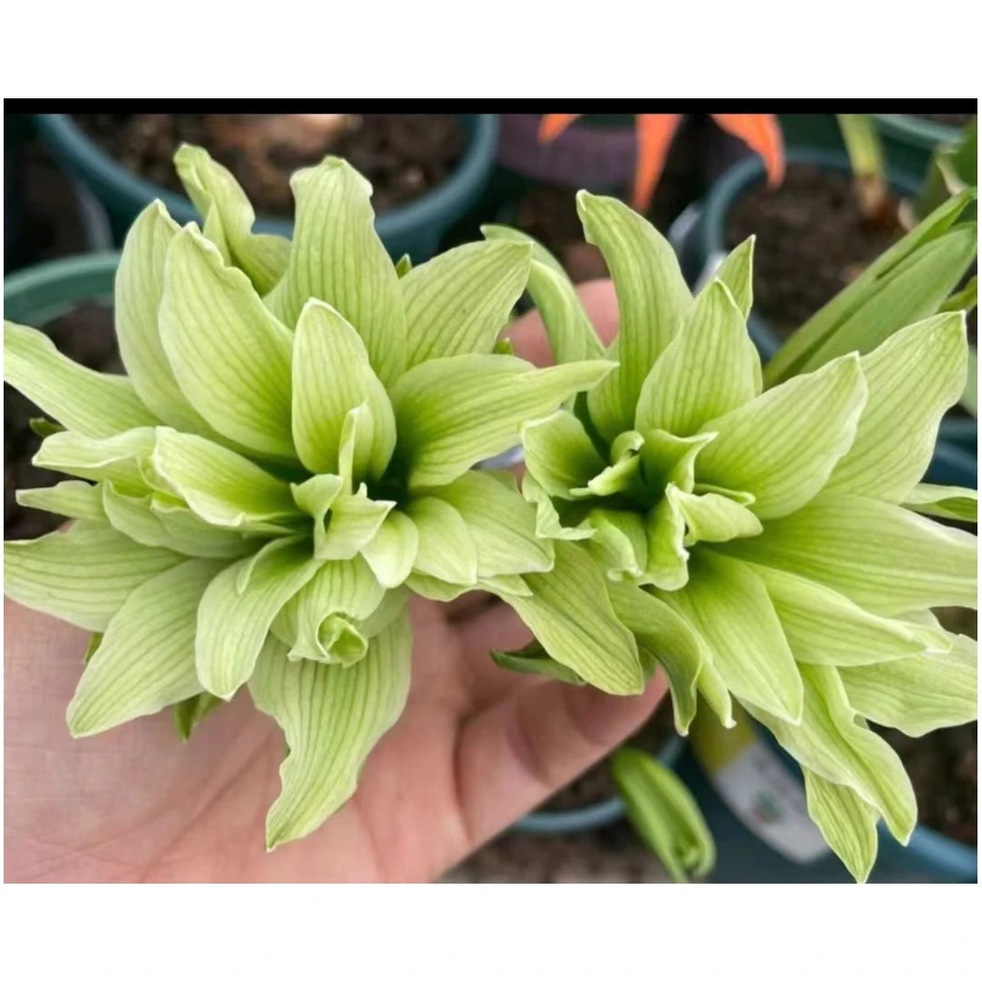 奢望花语朱顶红双绿小苗绿色夏季春季栽培冬季