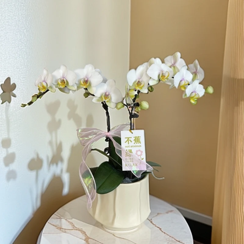 蝴蝶兰《维多利亚》花序长花量多 洁白无暇带花带花苞 基地直发