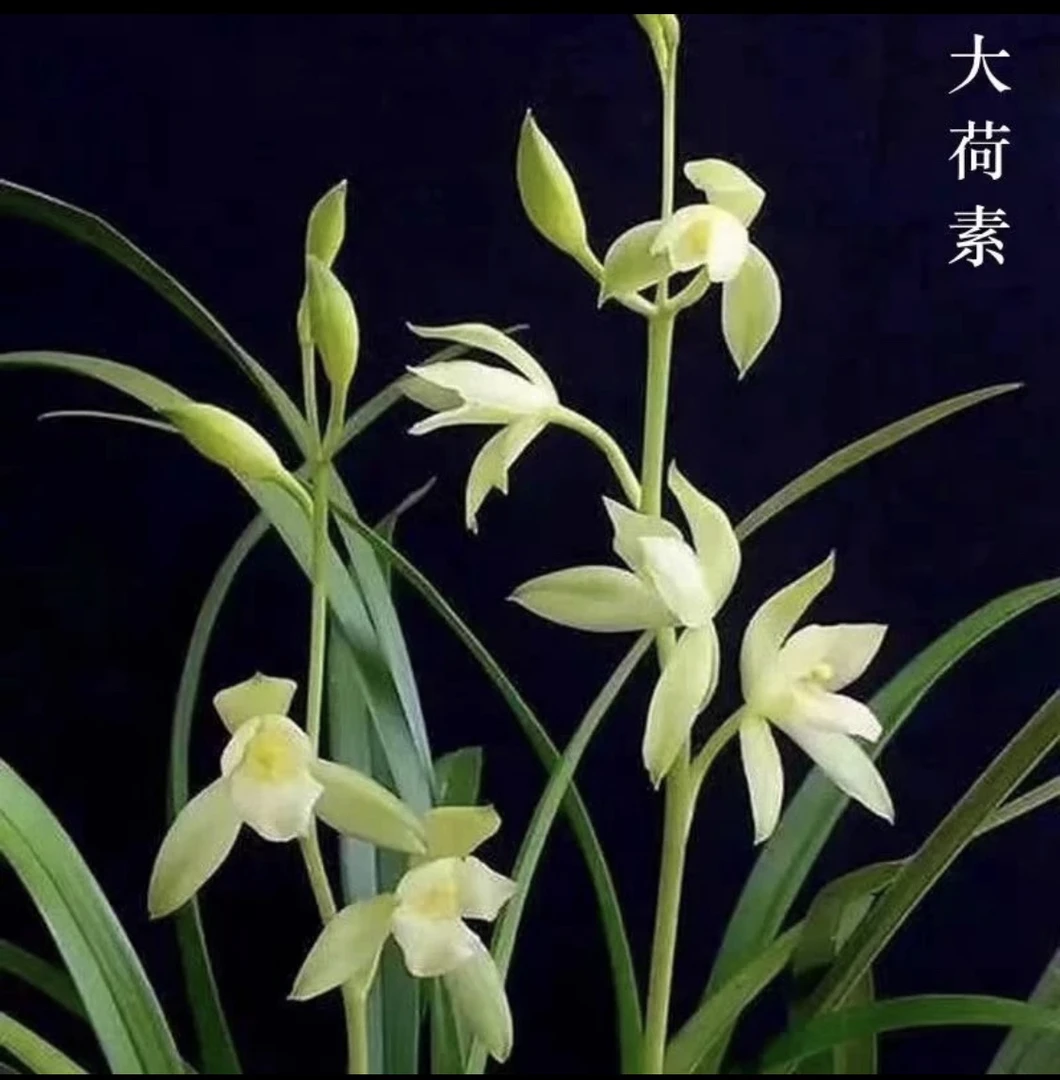 建兰名品大荷素浓香好养一盆带花苞包邮