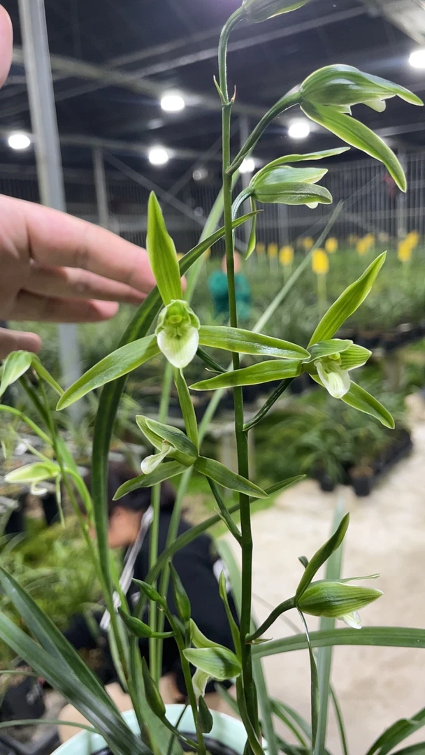 寒兰细叶寒兰带盆带土发货有花苞可赏花