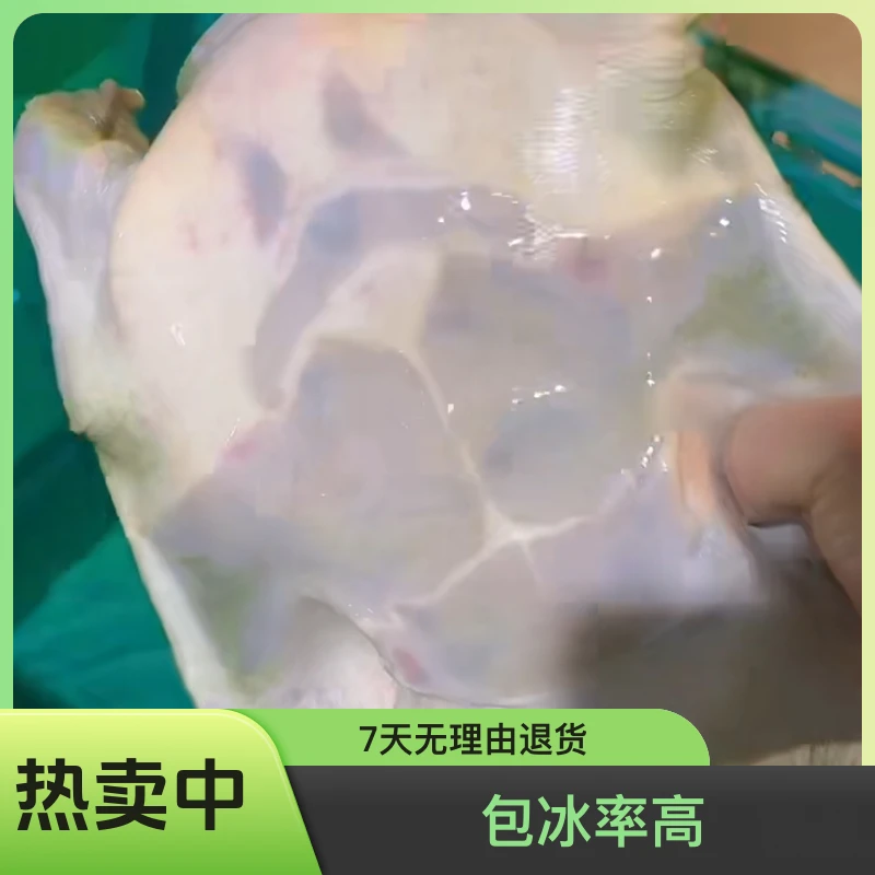 水库甲鱼（私拍不发联系客服看鱼改价称重）水产