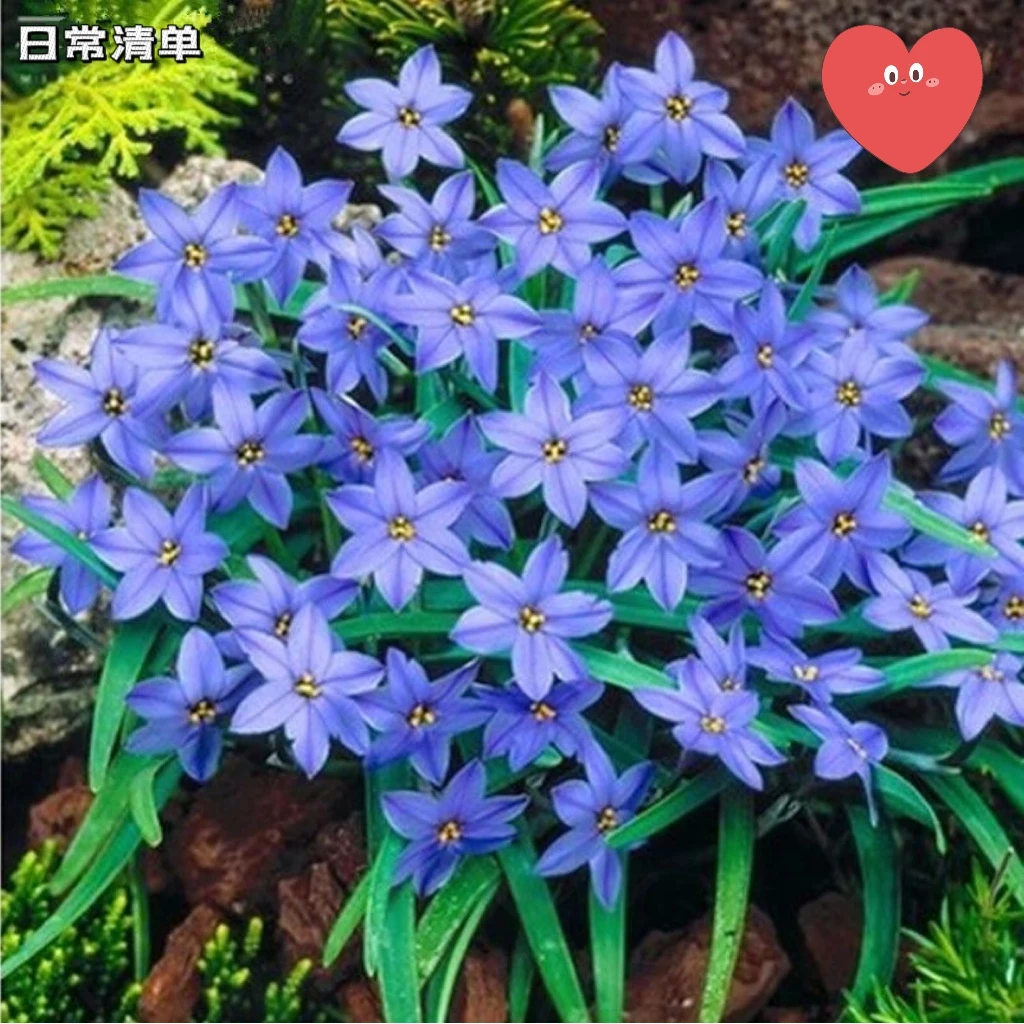 风雨兰种球重瓣室内外庭院花坛耐寒盆栽植物四季开花韭兰葱兰花苗