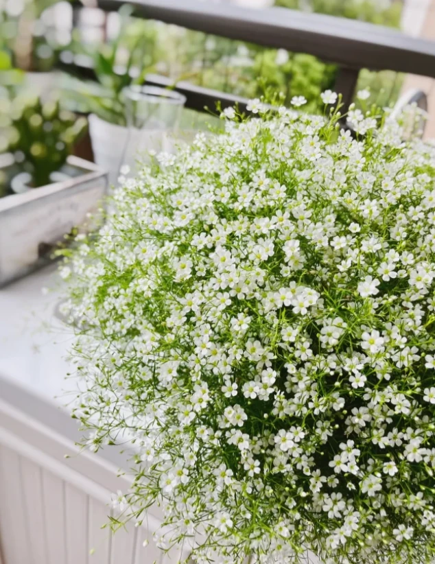 【灿若繁星】吉普赛满天星 盆栽花卉