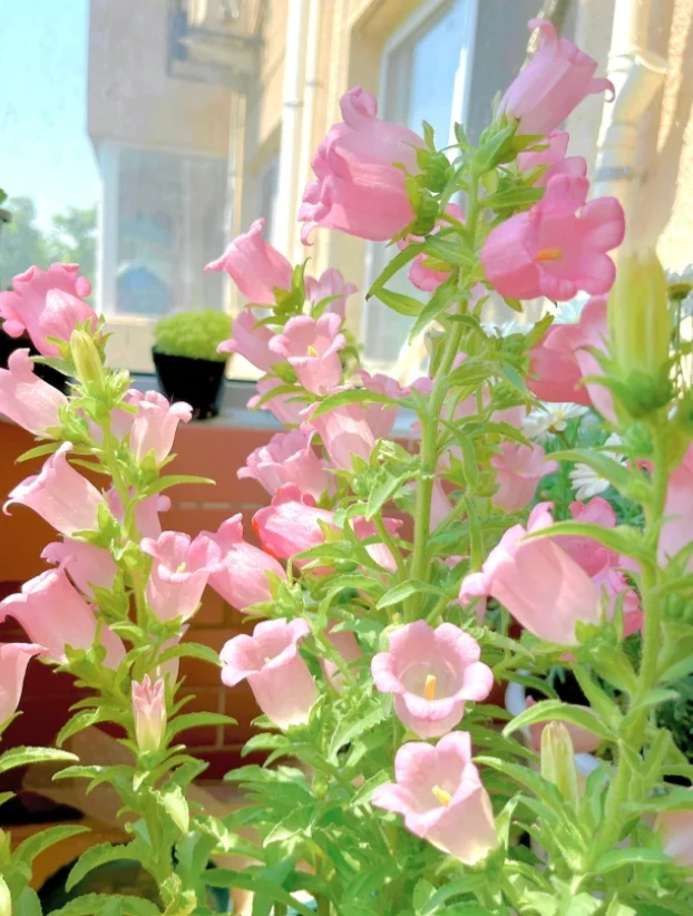 【酒杯风铃】耐寒零下十度