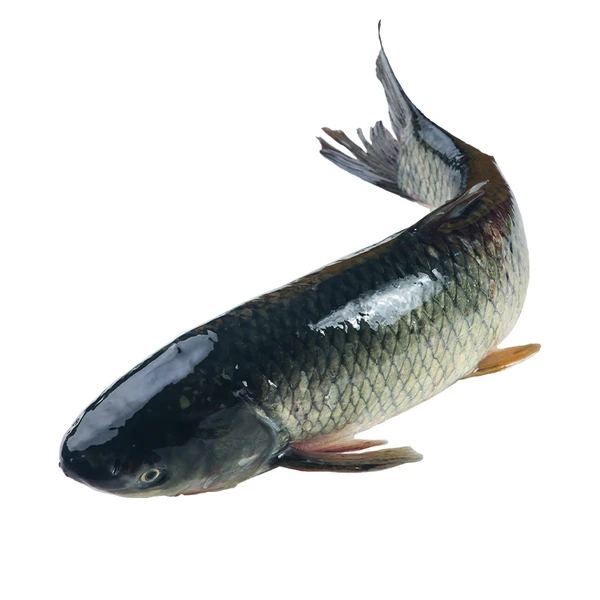 鲜活草鱼1条 1kg