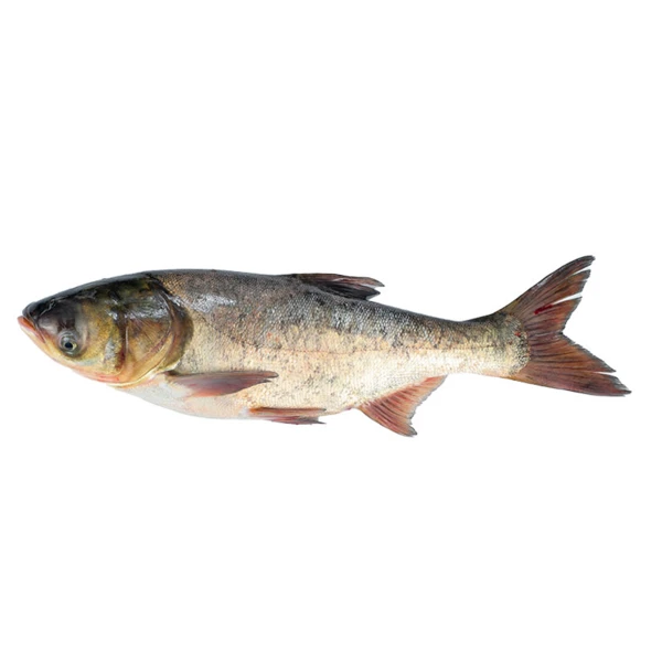 鲜活花鲢1条 1.5kg