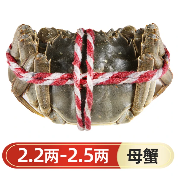 鲜活大闸蟹母(绑绳) 110-125g