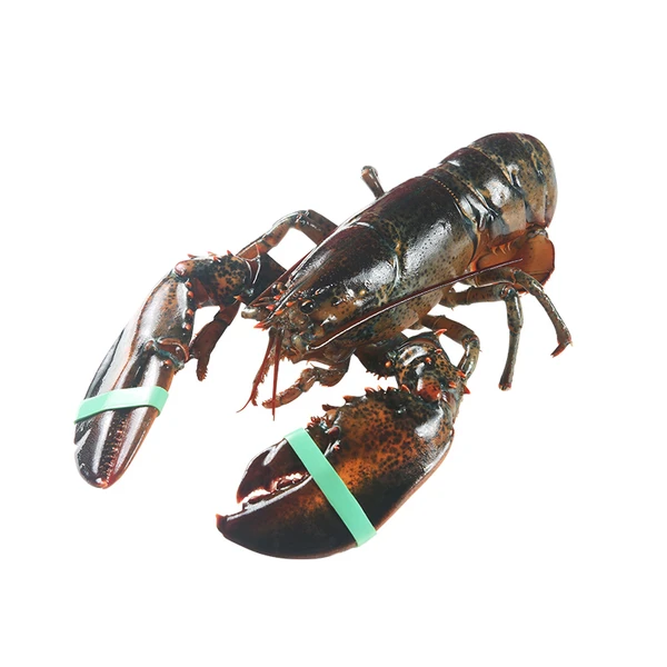 波士顿龙虾 400-500g/只