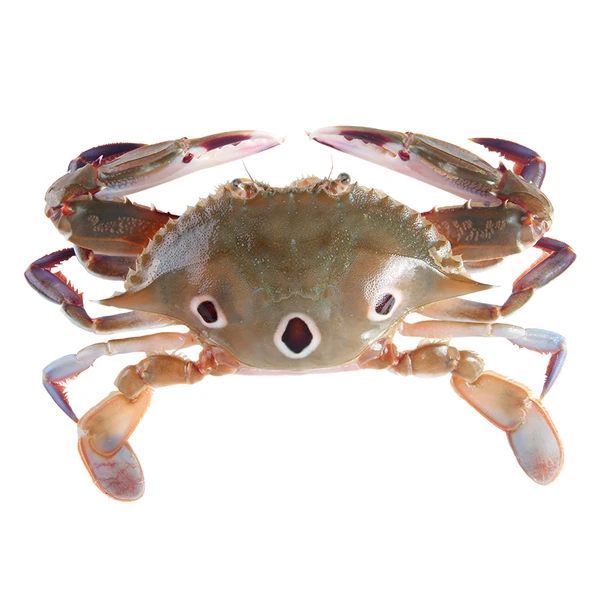 鲜活三眼蟹 450-500g（5只以内每份）