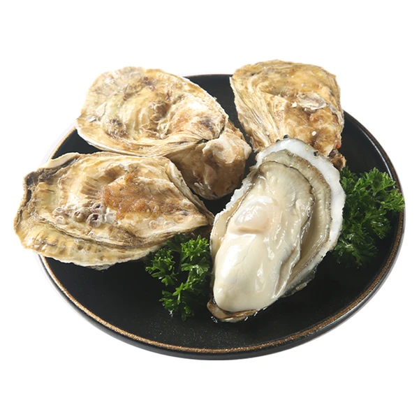 【更大个】鲜活超大乳山生蚝 240-250g/个