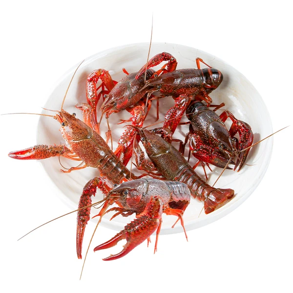 【3斤】鲜活中号清水小龙虾（约48-75只） 1.5kg/份