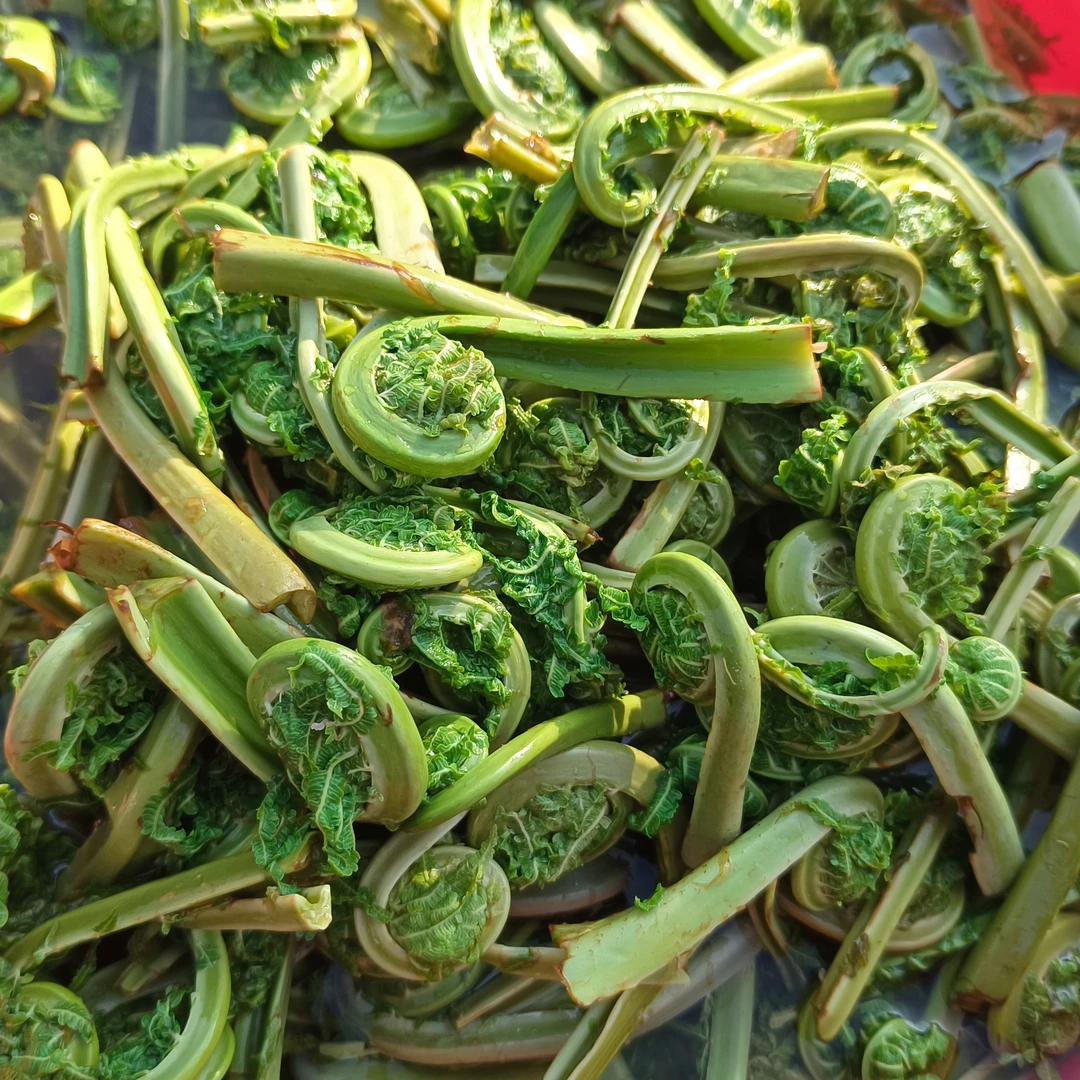 平武山野 水蕨菜 黄瓜香1斤（焯水真空） 全店满50顺丰省内包邮