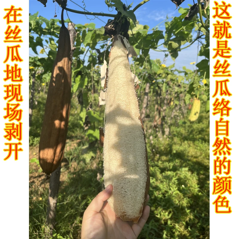 天然丝瓜络带壳水瓜筋皮锅刷去污不沾油百洁布洗碗神器干丝瓜瓤子