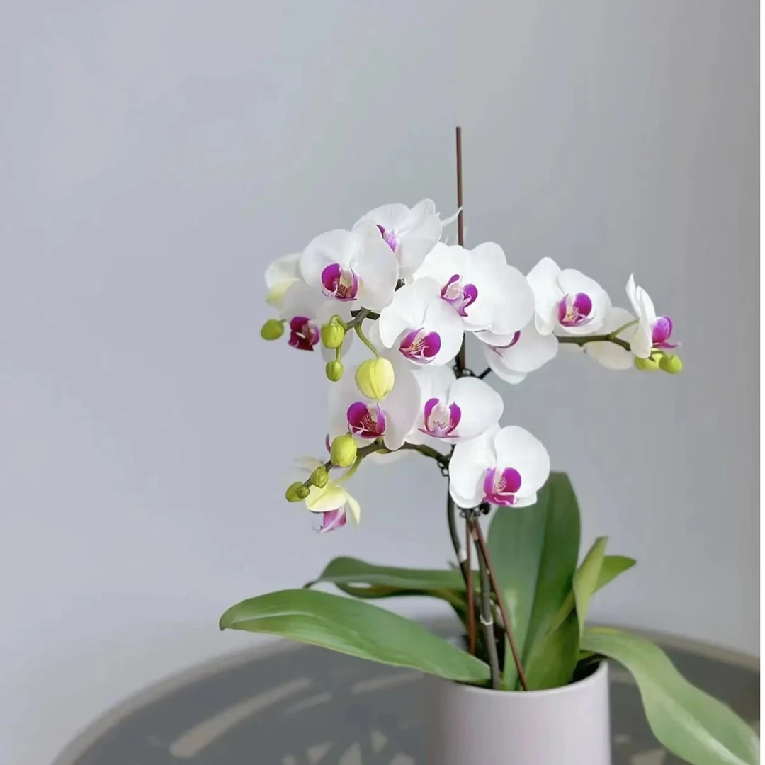 【雪玉】蝴蝶兰雪玉未出梗发货