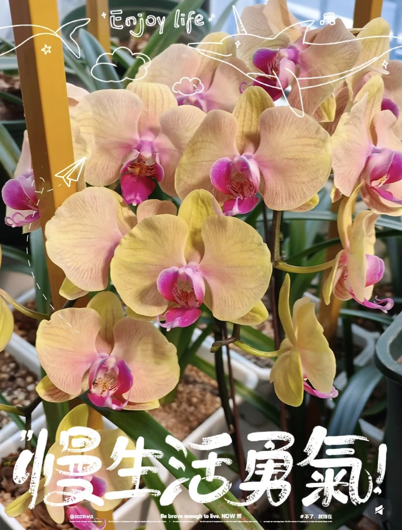 【圆舞曲】蝴蝶兰圆舞曲3.0寸带花带花苞发货（开播福利）