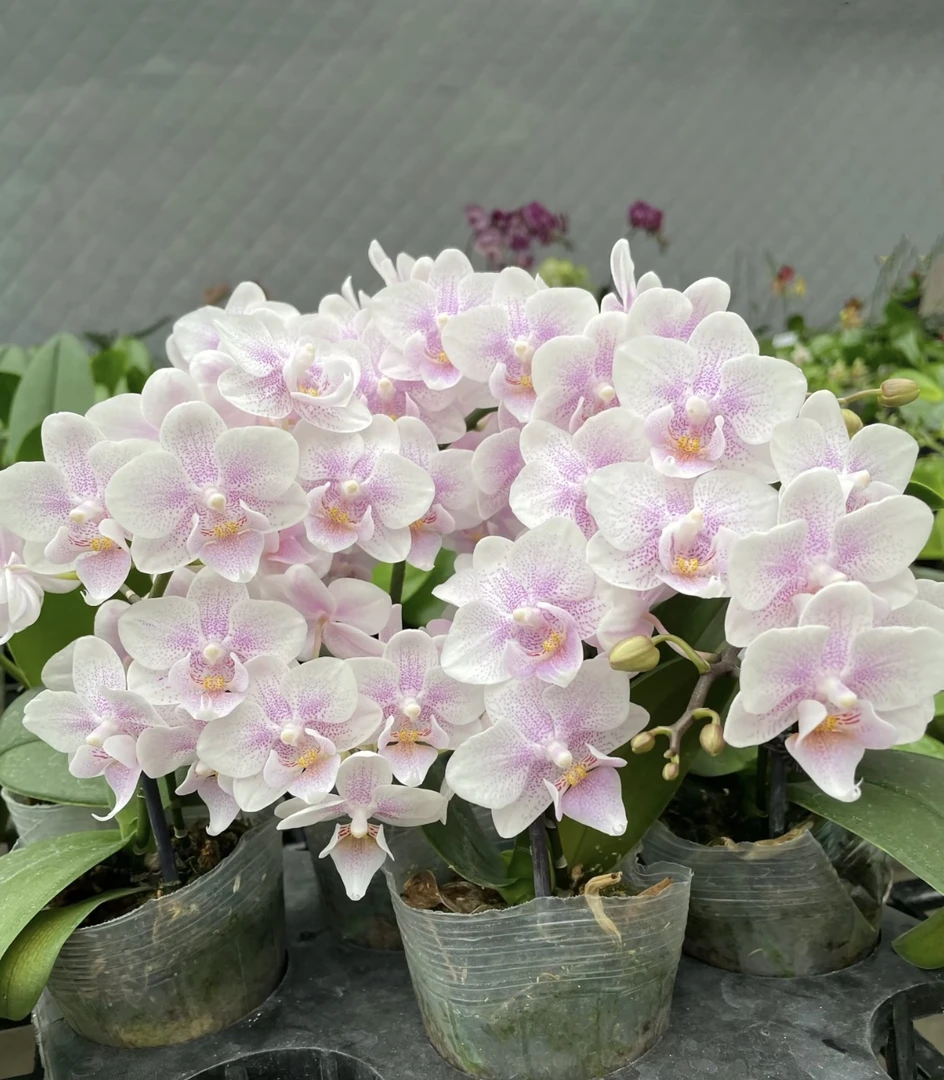 【F4480】蝴蝶兰F4480三梗出梗苗（3.0寸稀有）