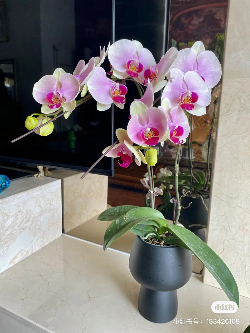 【出剑苗】蝴蝶兰蒙娜丽莎单花剑发货