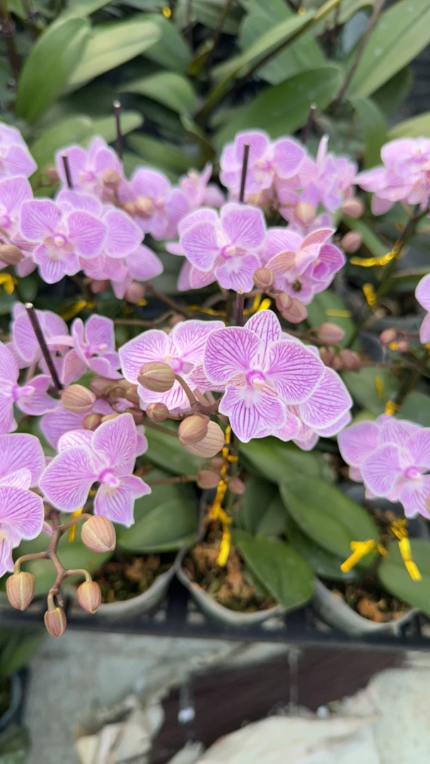 【带花带花苞】蝴蝶兰樱花