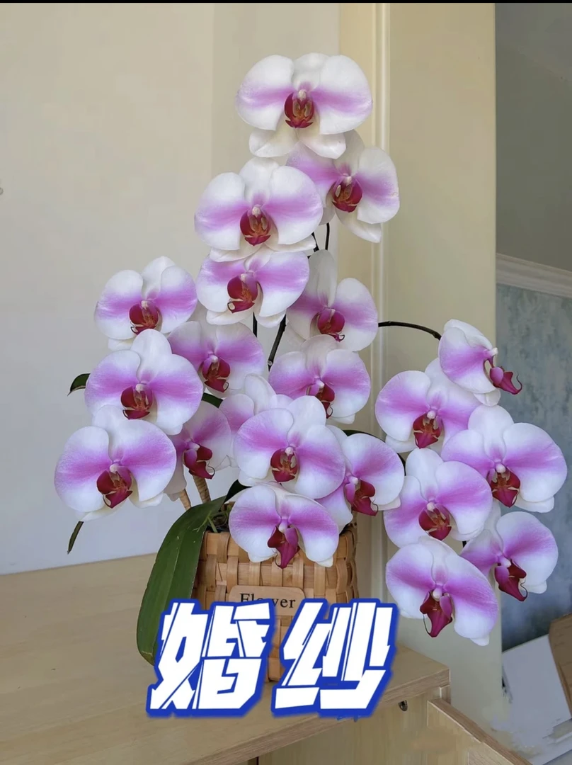 【未出剑】蝴蝶兰婚纱单剑出剑苗发货（苗壮）