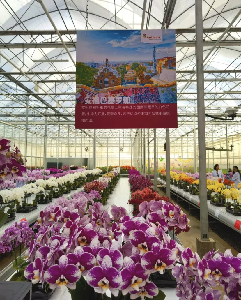 【出剑苗】高端稀有品种巴塞罗那（3.5寸）