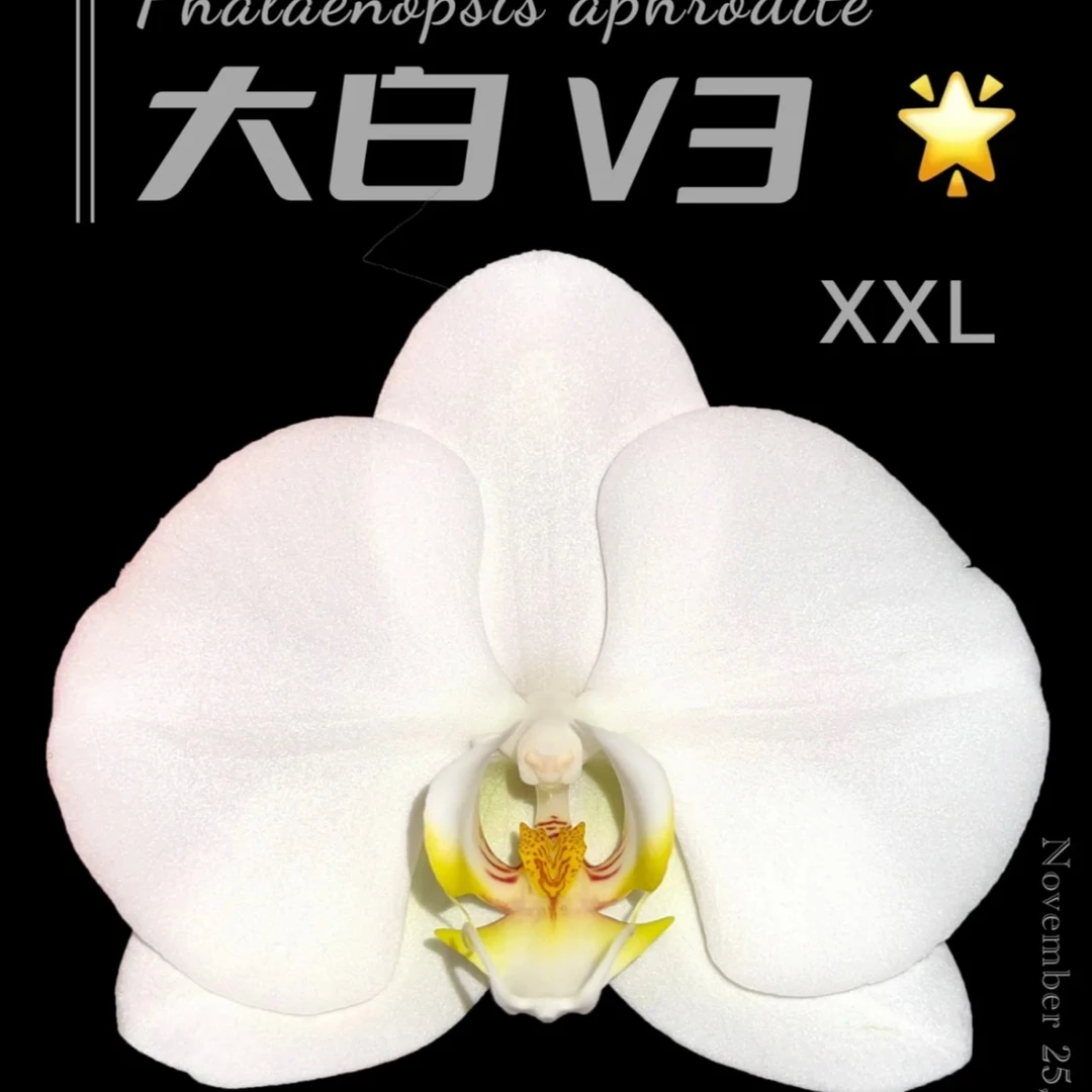 【没出花剑】超大花形大白v3没出花剑