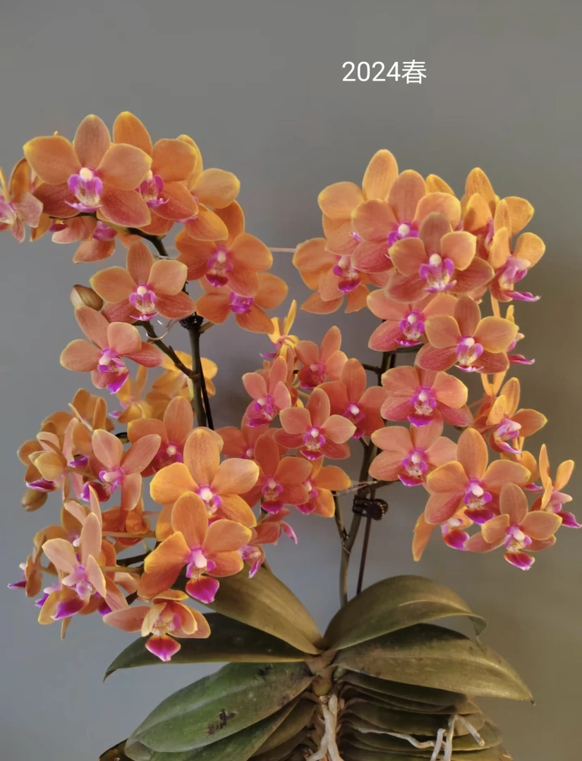 【罗马情人】蝴蝶兰罗马情人3.0寸未出梗发货