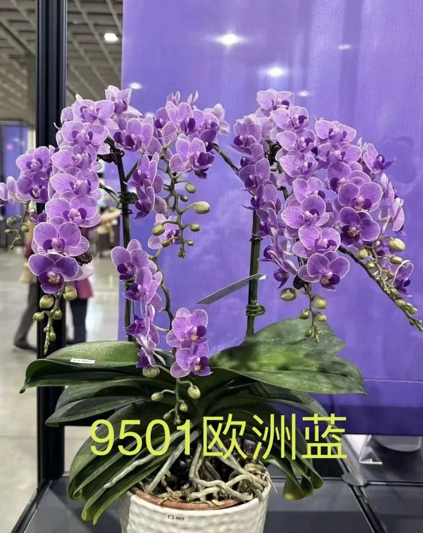 【欧洲小蓝】蝴蝶兰稀有欧洲小蓝2.8寸发货（根系一般，介意勿拍）