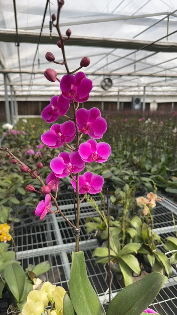 【满天红5寸 轻微叶损个别剪梗