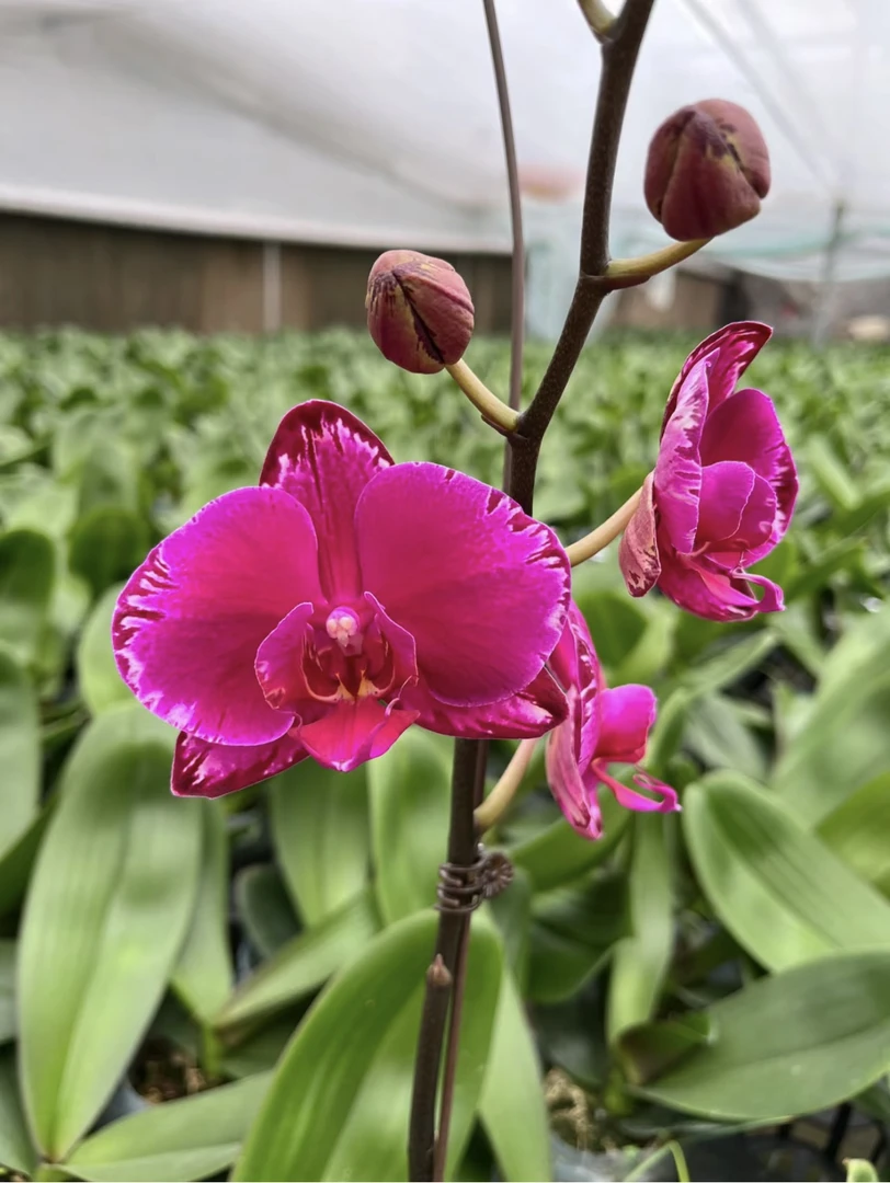 【双星光芒】蝴蝶兰未出剑发货链接(3.5寸)