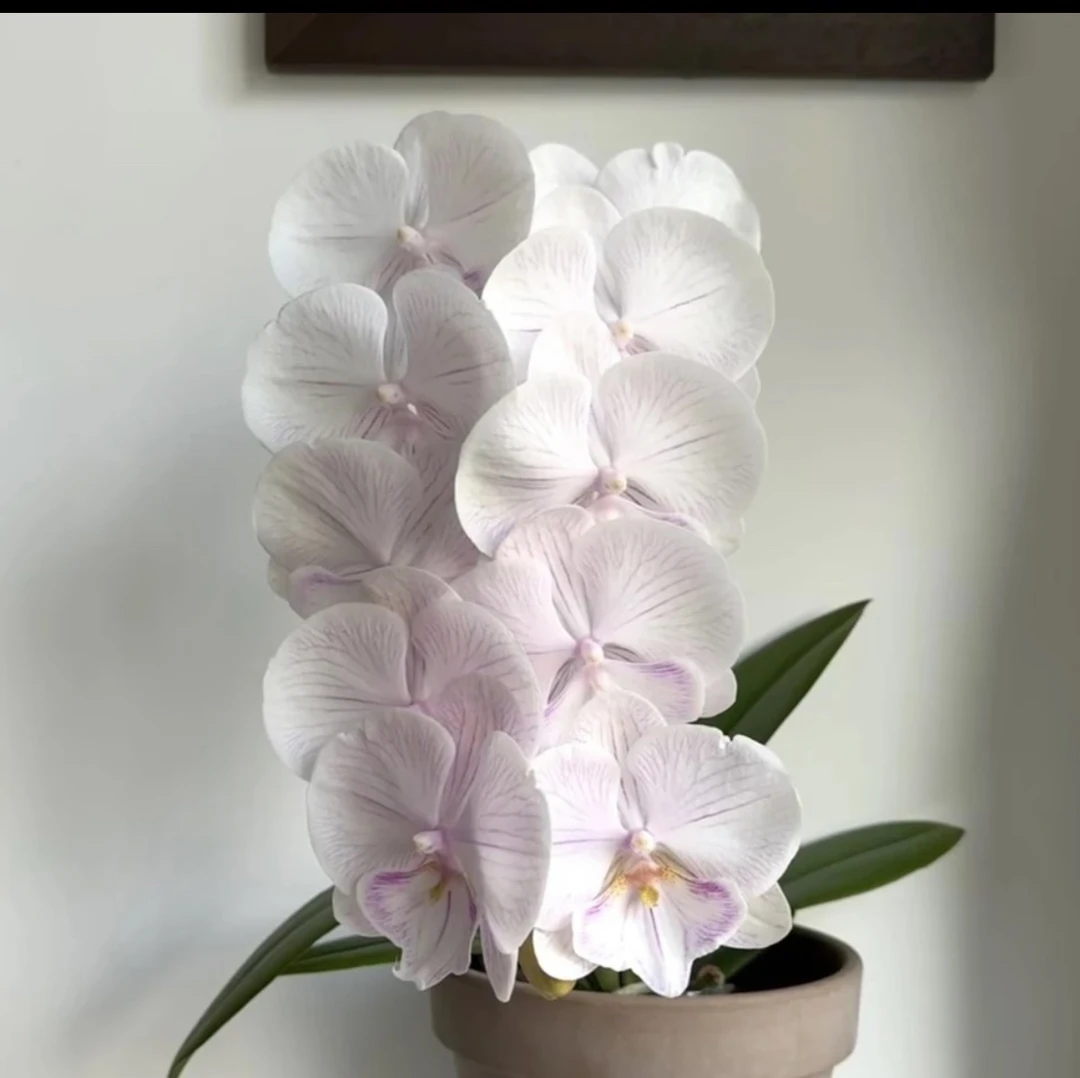 【曼塔安汶】蝴蝶兰曼塔安汶5寸未出梗（剪过花梗介意勿拍）