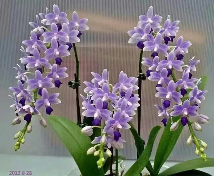 【蓝星】蝴蝶兰蓝星4.5寸带花带花苞发货