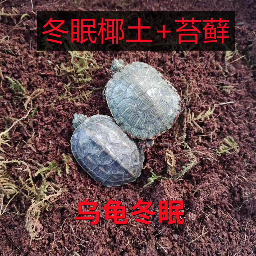 乌龟冬眠椰土爬宠垫材苔藓保湿乌龟冬眠苔藓过冬用品椰砖过冬小窝