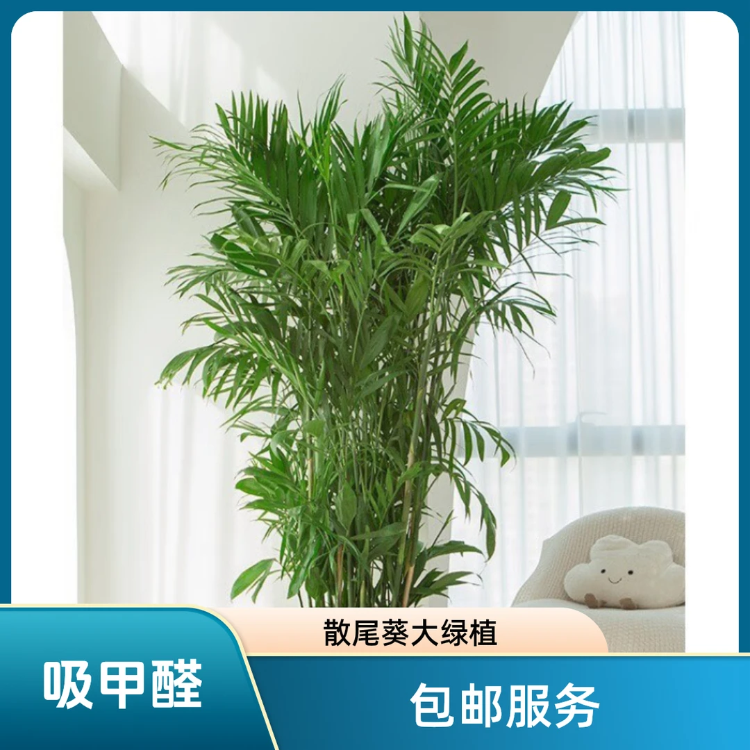 【散尾葵｜新疆包邮】大绿植室内客厅高档立体盆栽商场门口包邮阳台