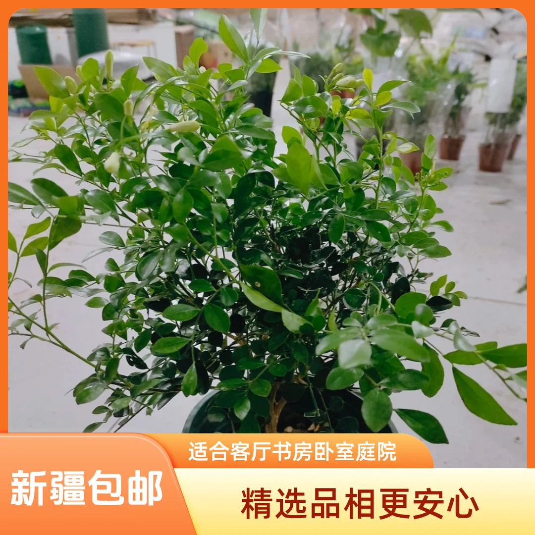 【九里香｜新疆包邮】室内绿植盆栽当年开花香气四溢客厅书房装饰花
