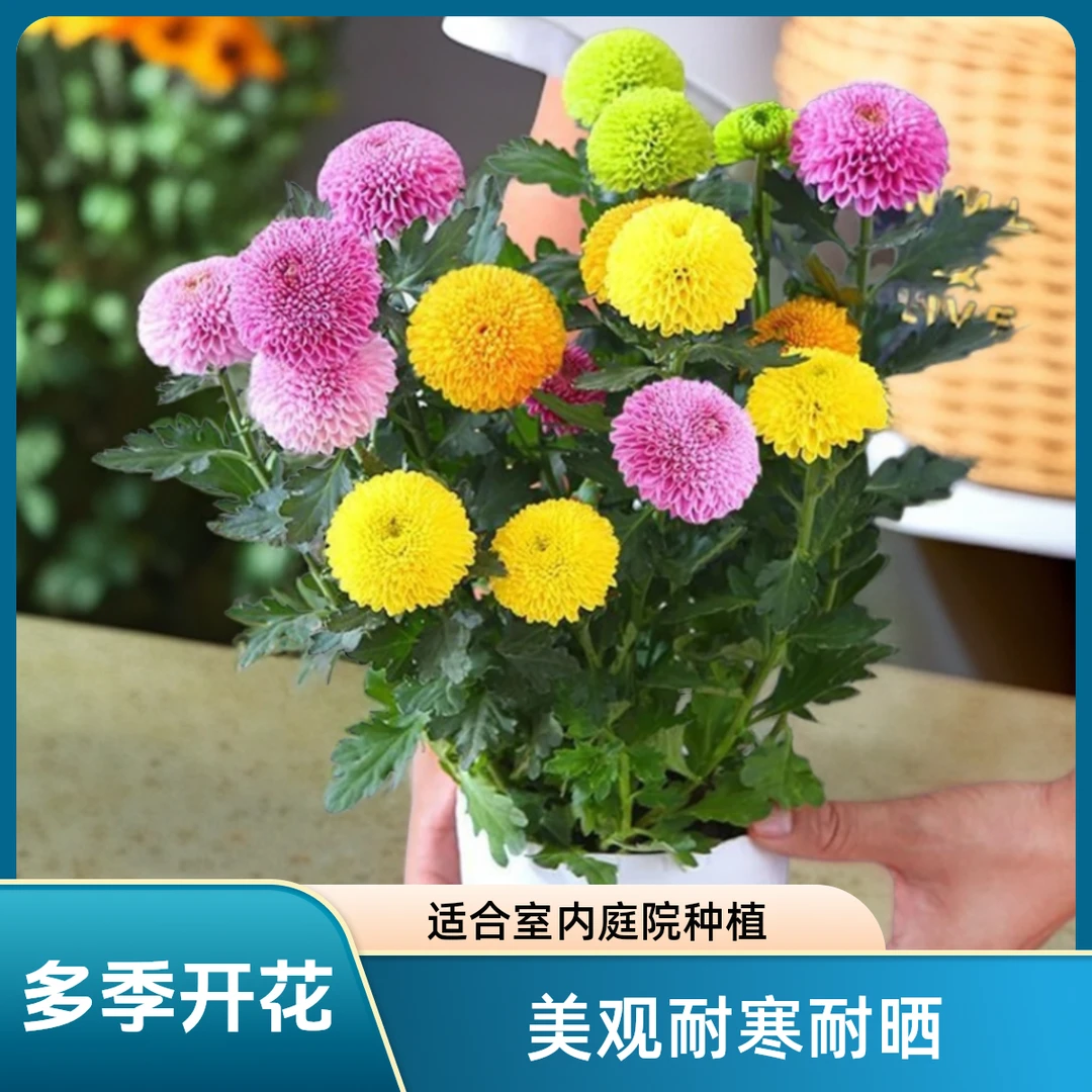 【乒乓菊｜新疆包邮】多年生室内庭院耐寒耐晒多季开花盆栽菊花