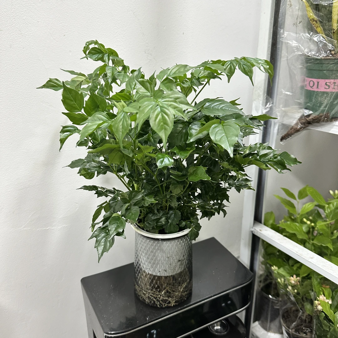 【水培幸福树｜新疆包邮】室内客厅桌面摆饰花绿植净化空气好养美观