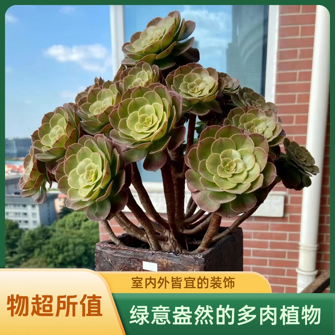 【多肉盆栽｜新疆包邮】多肉植物批发基地乌鲁木齐发货室外好养易活
