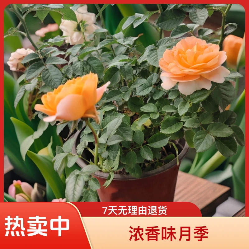 【红盆果汁｜乌市发货】阳台庭院盆栽地栽浓香味月季推荐花期长开花