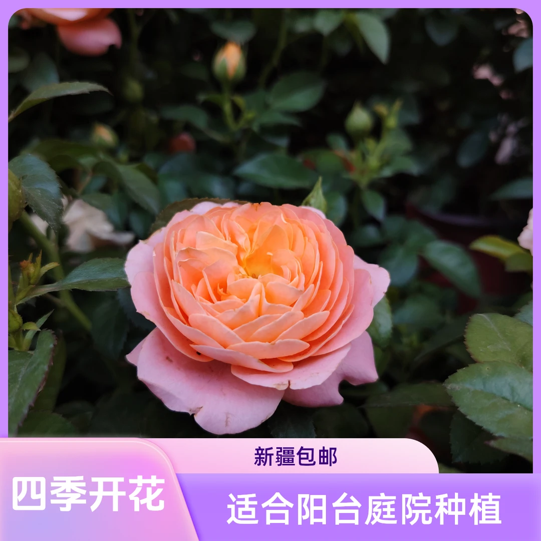 【果汁阳台｜新疆包邮】浓香型庭院盆栽地栽鲜艳原盆原土花期长