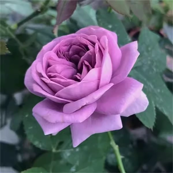 微蓝月季扦插花苗灌木欧月季有点蓝紫色多头丰花抗病四季开