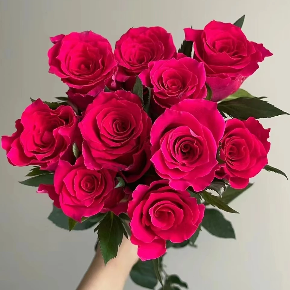 高盛中苗 超新品扦插 月季 切花 玫瑰 庭院阳台灌木花卉