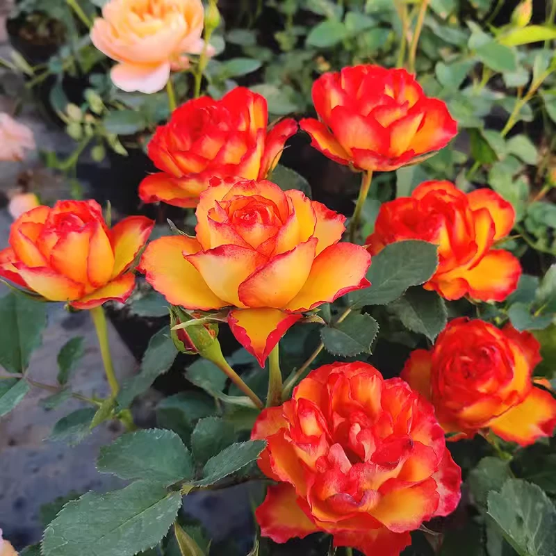 火焰阳台微月 中苗月季 丰花绿植阳台系列月季花苗