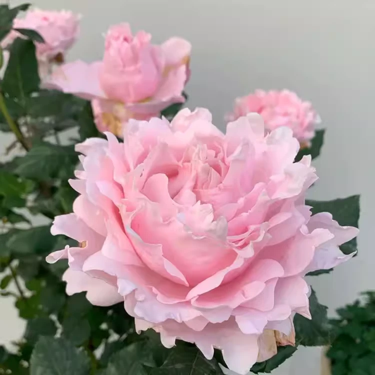 索菲罗莎玫瑰苏菲罗莎新品藤本欧月季玫瑰花苗大花浓香抗病四季开