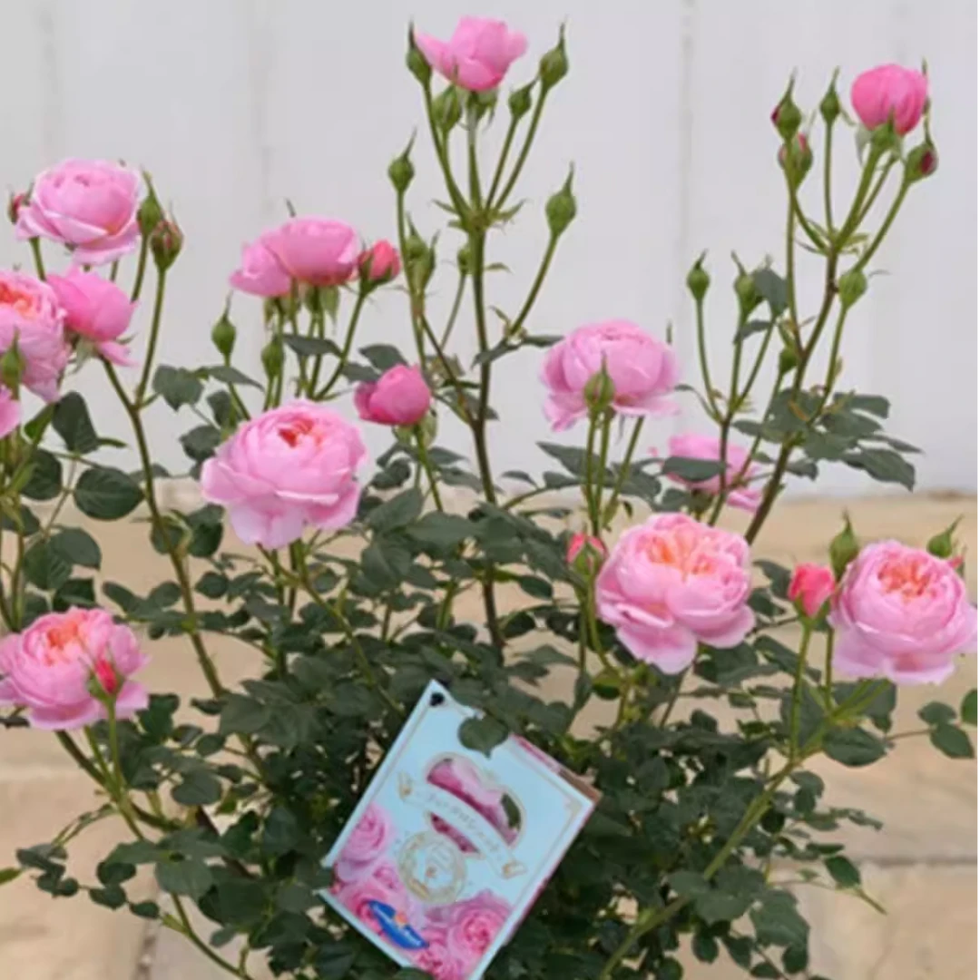 铃之妖精 四季勤花 阳台或庭院 重瓣 月季玫瑰小苗 新手易养 微月