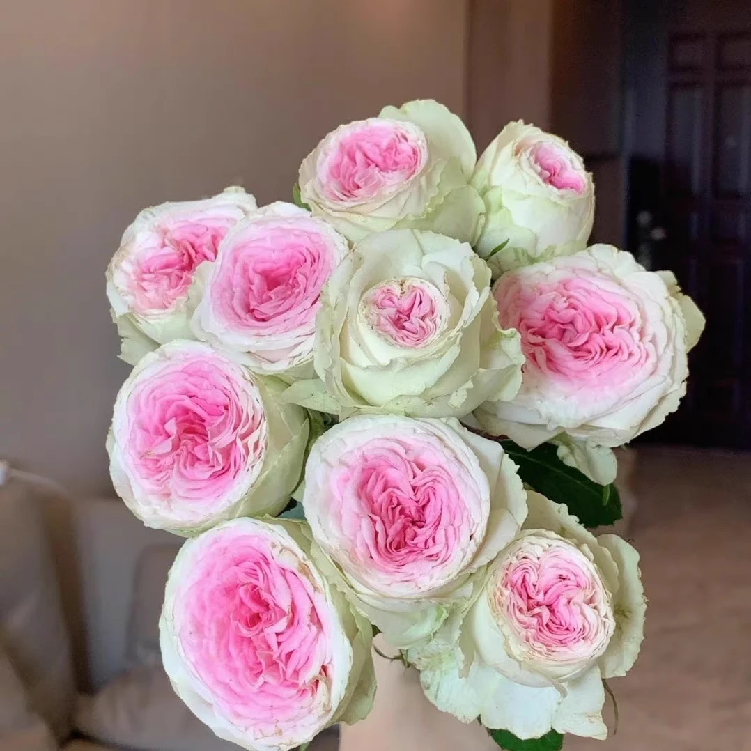 冰淇淋 切花玫瑰月季花苗四季栽植绿植阳台庭院盆栽勤花耐热花卉